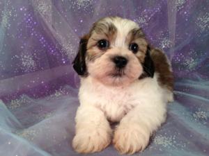 Male Bichon Shih tzu Puppy for sale #4 Born April 20th 2013|Shipping only $150 to RI,GA,NJ,PA,NY,NH,VA,MD,MA,DC,FL,NC, and Many More!